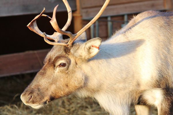 Santa's Reindeer Ranch